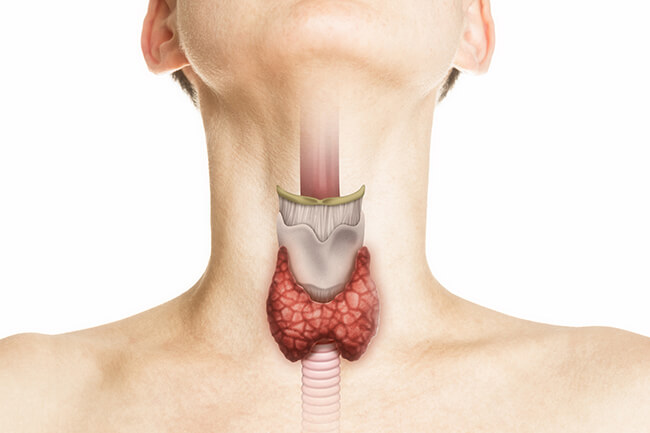 甲状腺は全身の健康にかかわる臓器